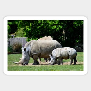 Southern White Rhino Rhinoceros Sticker